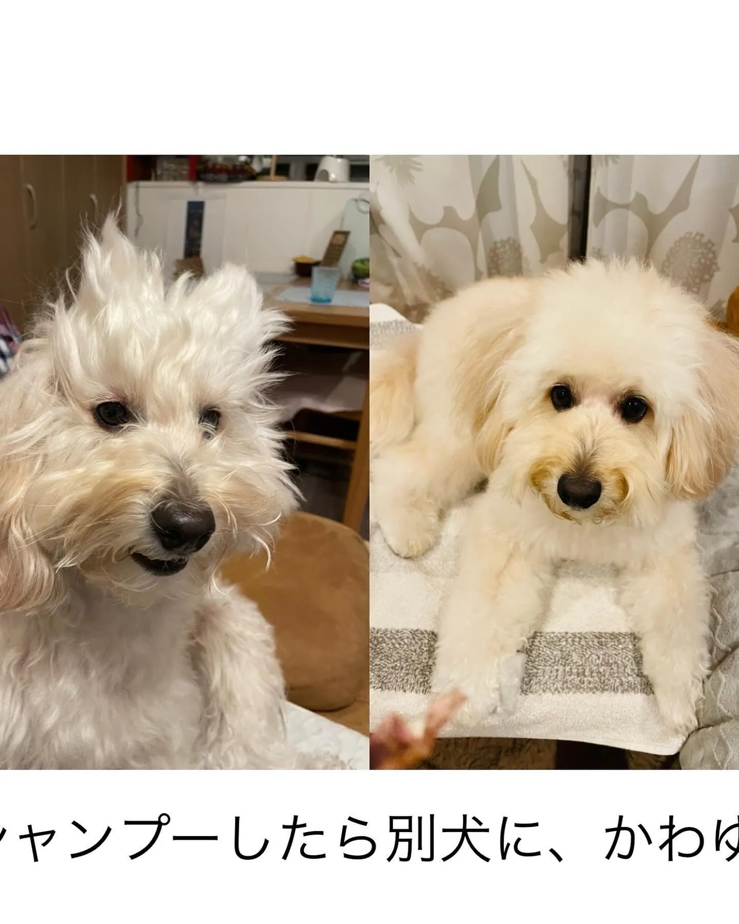 シャンプーしたらふわふわな犬になったよ。