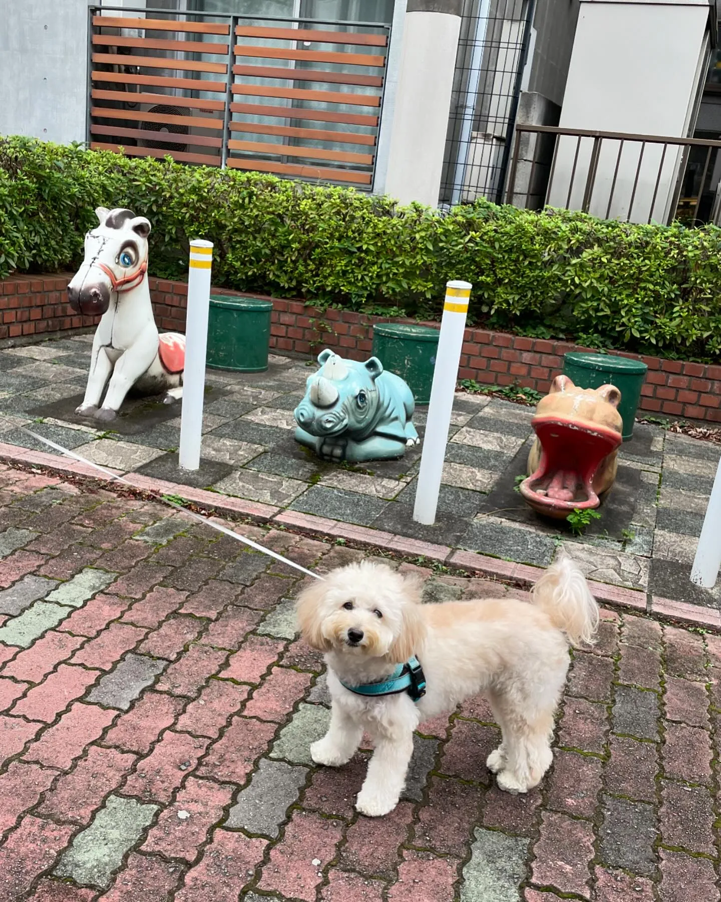 こんなに歩けるようになりました‼️