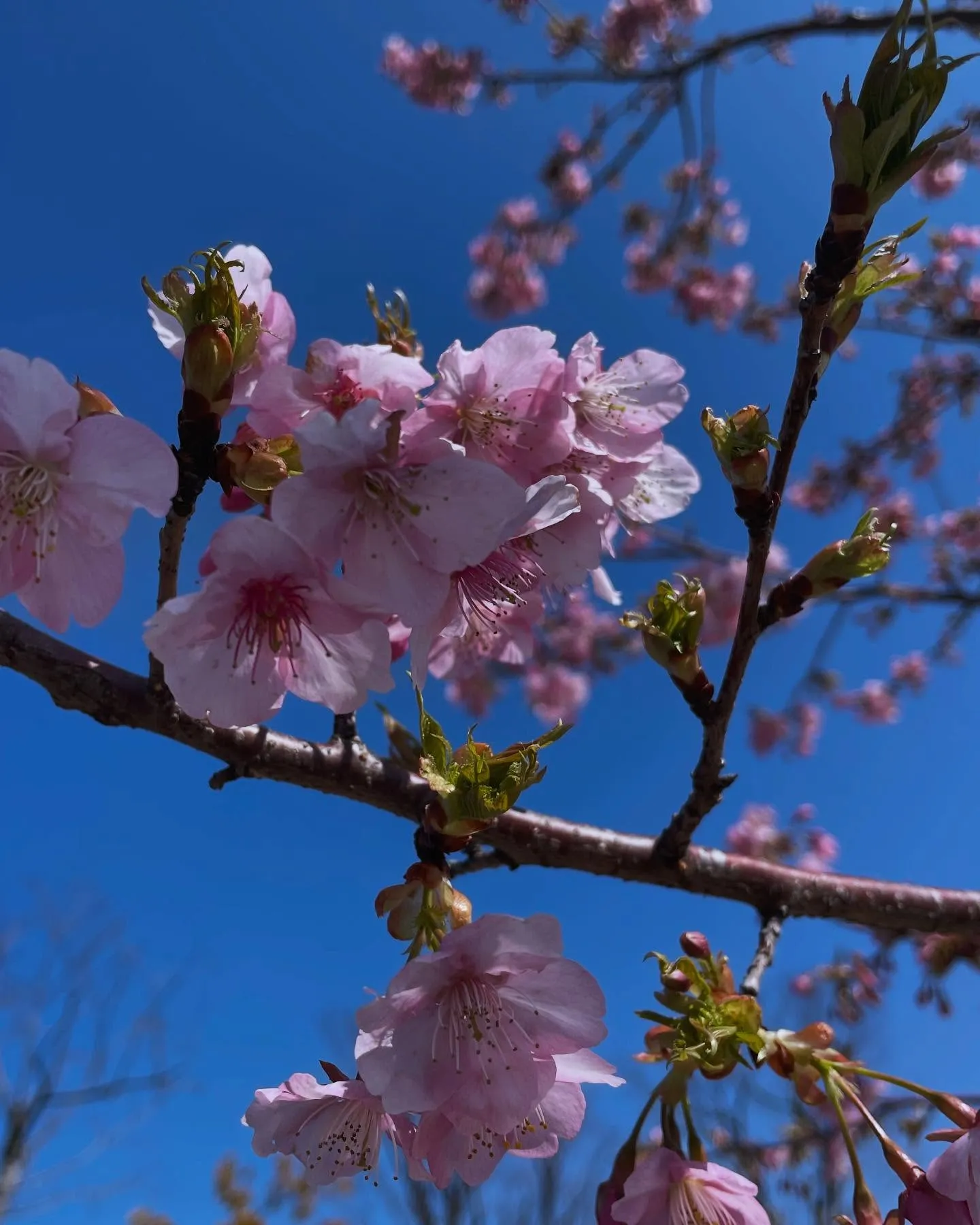 桜咲いてる〜🌸