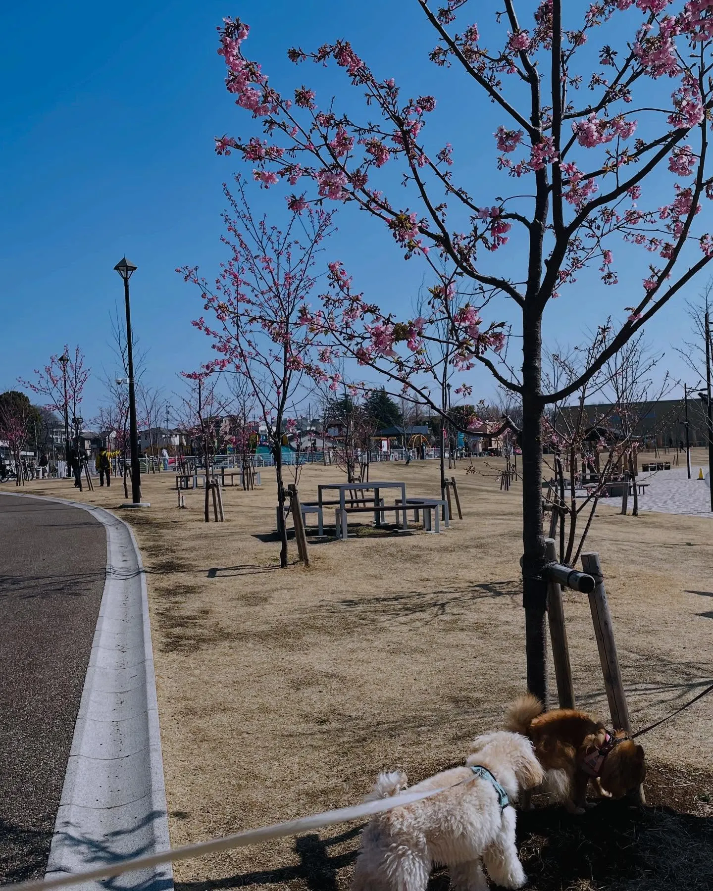 桜咲いてる〜🌸